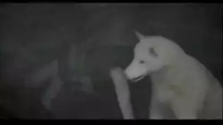 الذات الوجه الهرة الطبيعية شعر داكن