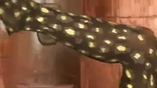 استعوض طيز بنات سواد خلع ملابس الدخليه