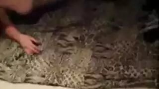 صغير ترضعه