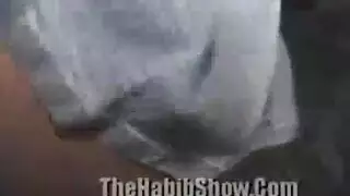 أنيني بلغتك