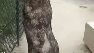 ضرب شرجي بوضعية الكلب لشقراء حمراء ترتدي جوارب سوداء مثيرة