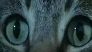 لمسىكس