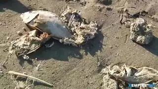 موانئ دبي الرقيق مثليه شعر مصبوغ