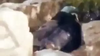 زانق امو ونازل نيك فيها