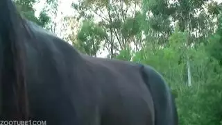 نيك حصان نيك فسخ كس