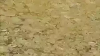 استيقظت لاسي تاون ، وتعرت وبدأت في امتصاص قضيب عشيقها الكبير ، مثل العاهرة استيقظت لاسي تاون ، وتعرت وبدأت في امتصاص قضيب عشيقها الكبير ، مثل العاهرة