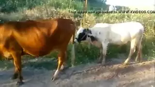 سكس عجل مع بقرة مقطع نيك مضحك شاهد ماذا حدث للعجل فيلم حيوانات