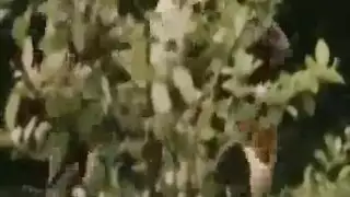 هذا المشهد الرائع من قبل فتيات رومانسيات جعلني حارًا جدًا لدرجة أنه يشعر بكل شيء هذا المشهد الرائع من قبل فتيات رومانسيات جعلني حارًا جدًا لدرجة أنه يشعر بكل شيء